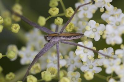 Pisaure admirable Pisaura mirabilis (Clerck, 1758)