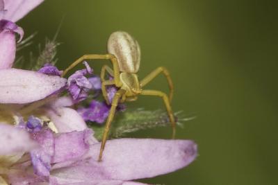 Thomise rayé Runcinia grammica (C.L. Koch, 1837)
