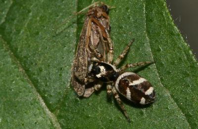 Saltique arlequin Salticus scenicus (Clerck, 1758)