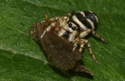 Saltique arlequin Salticus scenicus (Clerck, 1758)