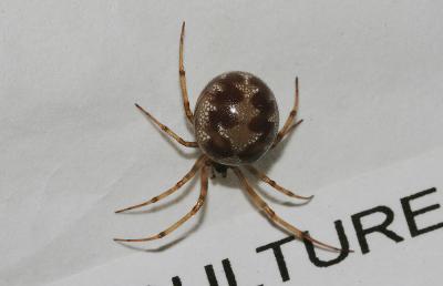  Steatoda triangulosa (Walckenaer, 1802)