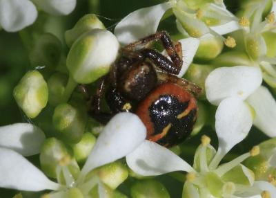 Thomise Napoléon Synema globosum (Fabricius, 1775)