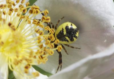 Thomise Napoléon Synema globosum (Fabricius, 1775)