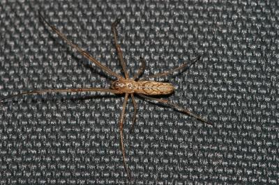 Tétragnathes Tetragnatha extensa (Linnaeus, 1758)