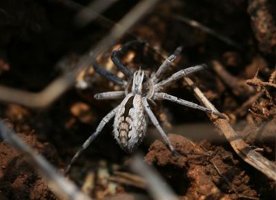  Thanatus G.L. Koch, 1837