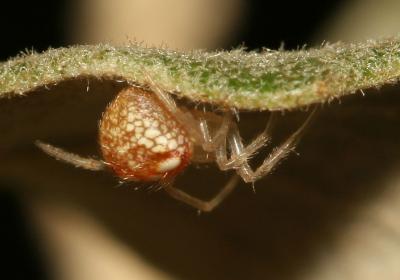  Theridion pinastri L. Koch, 1872