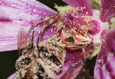 Thomise replet Thomisus onustus Walckenaer, 1805