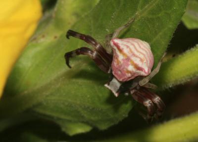 Thomise replet Thomisus onustus Walckenaer, 1805