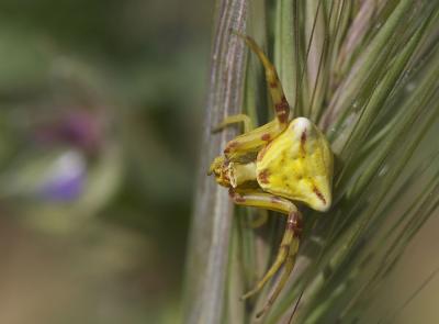 Thomise replet Thomisus onustus Walckenaer, 1805