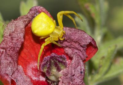 Thomise replet Thomisus onustus Walckenaer, 1805