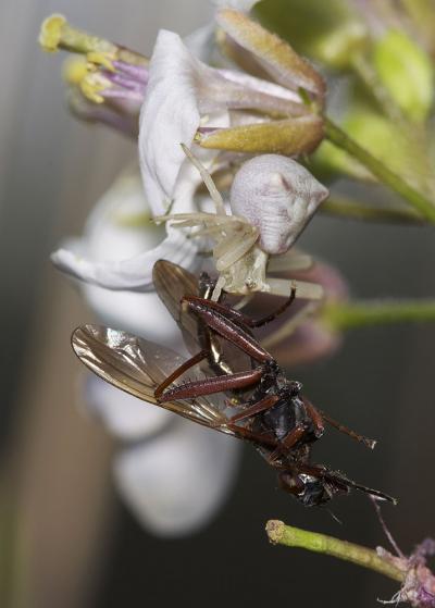 Thomise replet Thomisus onustus Walckenaer, 1805