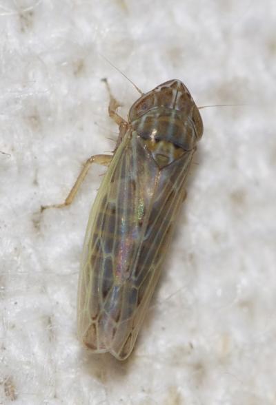  Arocephalus longiceps (Kirschbaum, 1868)