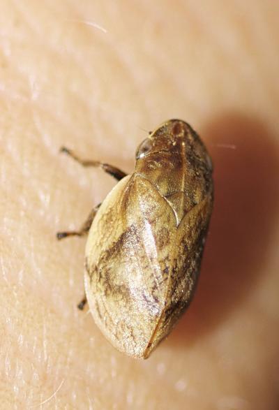  Lepyronia coleoptrata (Linnaeus, 1758)