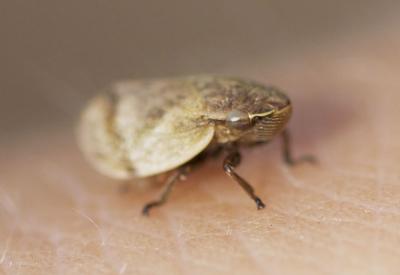  Lepyronia coleoptrata (Linnaeus, 1758)