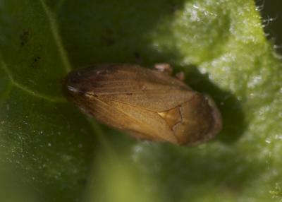 Philène spumeuse Philaenus spumarius (Linnaeus, 1758)