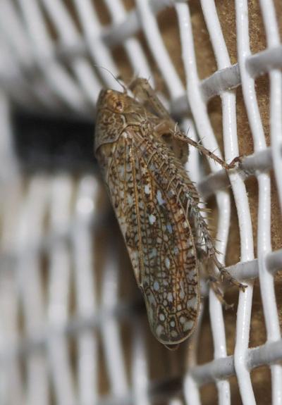  Phlepsius intricatus (Herrich-Schäffer, 1838)