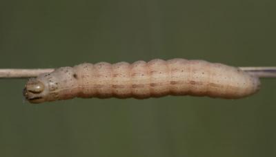 Hibou (Le) Noctua pronuba (Linnaeus, 1758)
