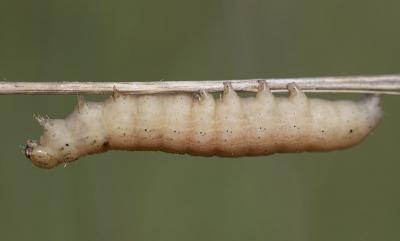 Hibou (Le) Noctua pronuba (Linnaeus, 1758)