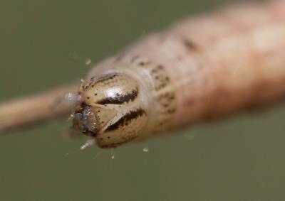 Hibou (Le) Noctua pronuba (Linnaeus, 1758)