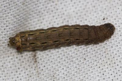 Hibou (Le) Noctua pronuba (Linnaeus, 1758)