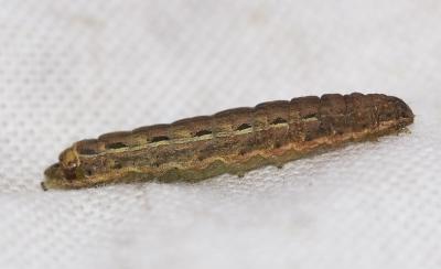 Hibou (Le) Noctua pronuba (Linnaeus, 1758)