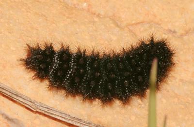 Mélitée des Centaurées (La), Grand Damier (Le) Melitaea phoebe (Denis & Schiffermüller, 1775)
