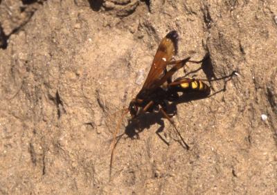  Cryptocheilus alternatus alternatus (Lepeletier, 1845)