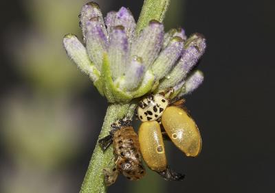 Coccinelle à quatre points Harmonia quadripunctata (Pontoppidan, 1763)