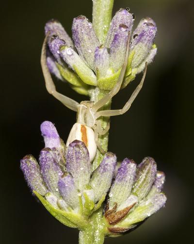 Misumène variable Misumena vatia (Clerck, 1758)