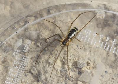  Neriene radiata (Walckenaer, 1841)