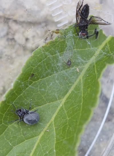 Dictyne cachée Brigittea latens (Fabricius, 1775)