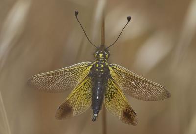  Libelloides ictericus (Charpentier, 1825)