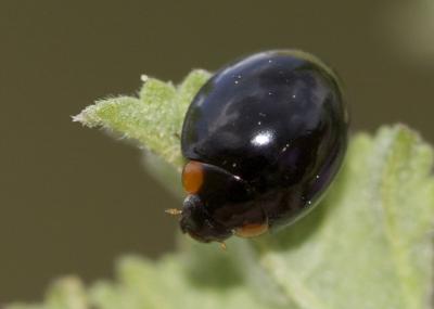  Parexochomus nigromaculatus (Goeze, 1777)