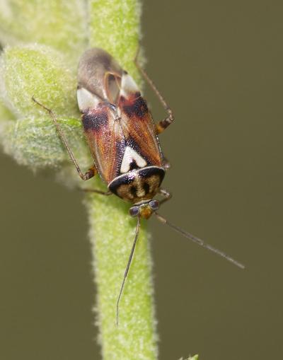 Lygus pratensis (Linnaeus, 1758)