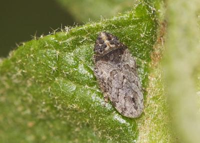  Tettigometra griseola Fieber, 1865