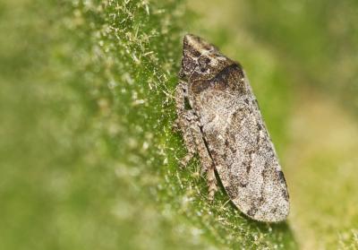  Tettigometra griseola Fieber, 1865