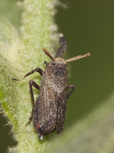 Delphacide à corne Asiraca clavicornis (Fabricius, 1794)