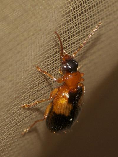 Bupreste taché à corselet rouge Lebia scapularis (Geoffroy in Fourcroy, 1785)