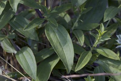 Saponaire officinale, Savonnière, Herbe à savon Saponaria officinalis L., 1753