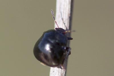 Punaise cuirasse Coptosoma scutellatum (Geoffroy, 1785)