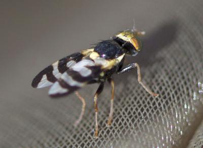  Urophora quadrifasciata (Meigen, 1826)
