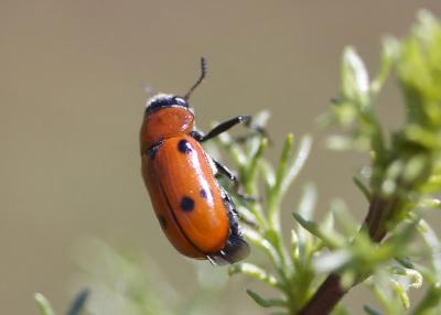 Antipe à six tâches Tituboea sexmaculata (Fabricius, 1781)