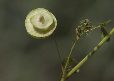 Luzerne orbiculaire Medicago orbicularis (L.) Bartal., 1776