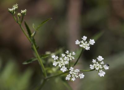 Torilis des champs Torilis arvensis (Huds.) Link, 1821