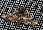Noctuelle adulatrice (La) Eutelia adulatrix (Hübner, 1813)