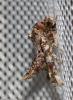 Noctuelle adulatrice (La) Eutelia adulatrix (Hübner, 1813)