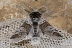 Harpye fourchue (La) Furcula furcula (Clerck, 1759)