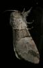 Harpye fourchue (La) Furcula furcula (Clerck, 1759)