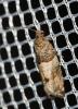  Gypsonoma aceriana (Duponchel, 1843)