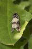  Gypsonoma sociana (Haworth, 1811)